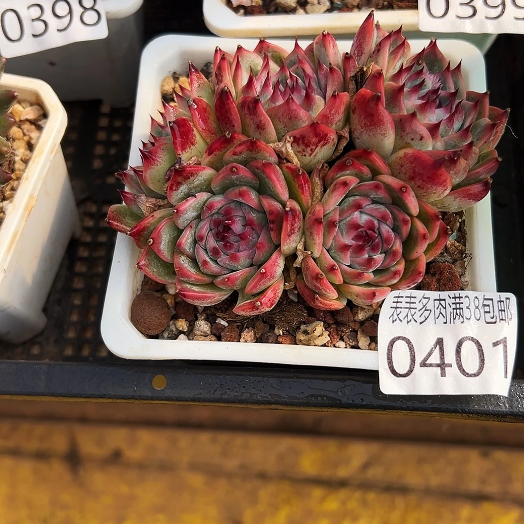 多肉一物一拍植物0401
