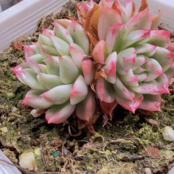 桃花蝴蝶锦王炸一颗