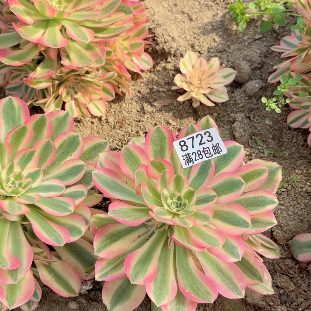 瘦*N 8723全红多肉法师锦