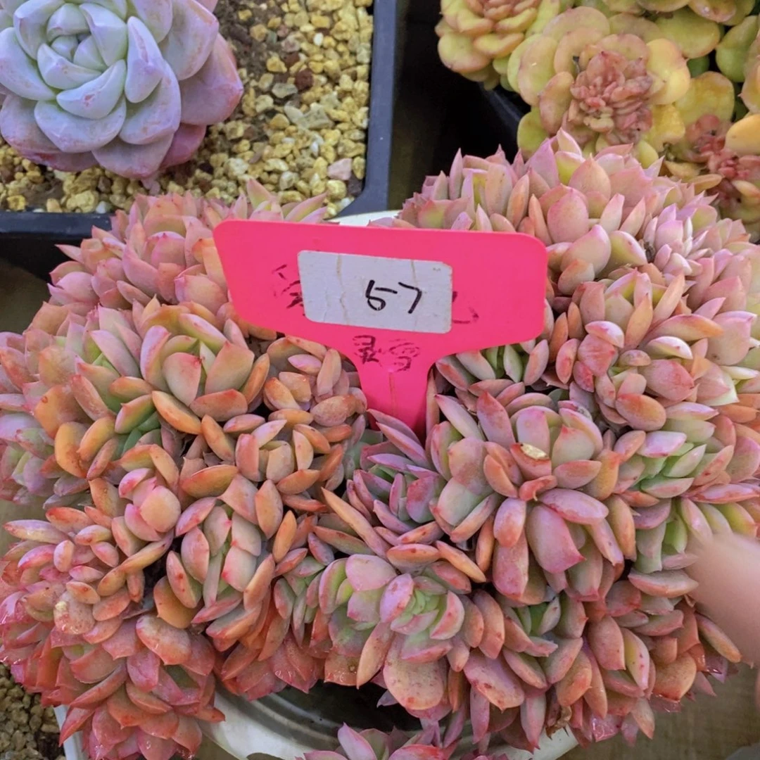 活动专场第一场，5送1