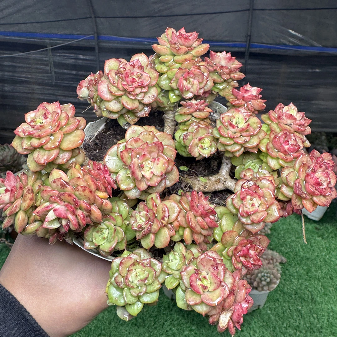 腊牡丹多肉  以直播为主满15包邮不满到付