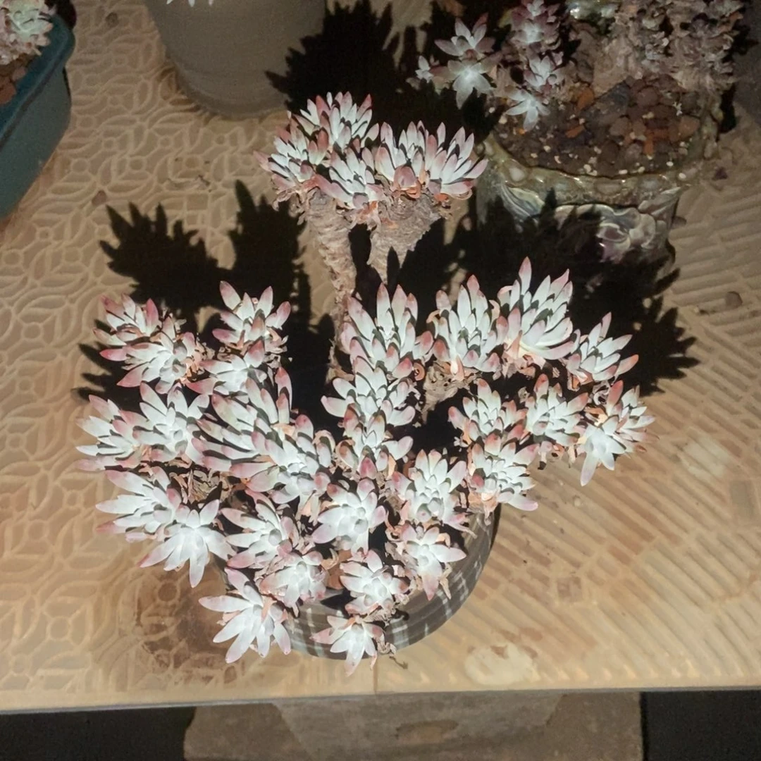 炸福利多肉植物啦啦啦