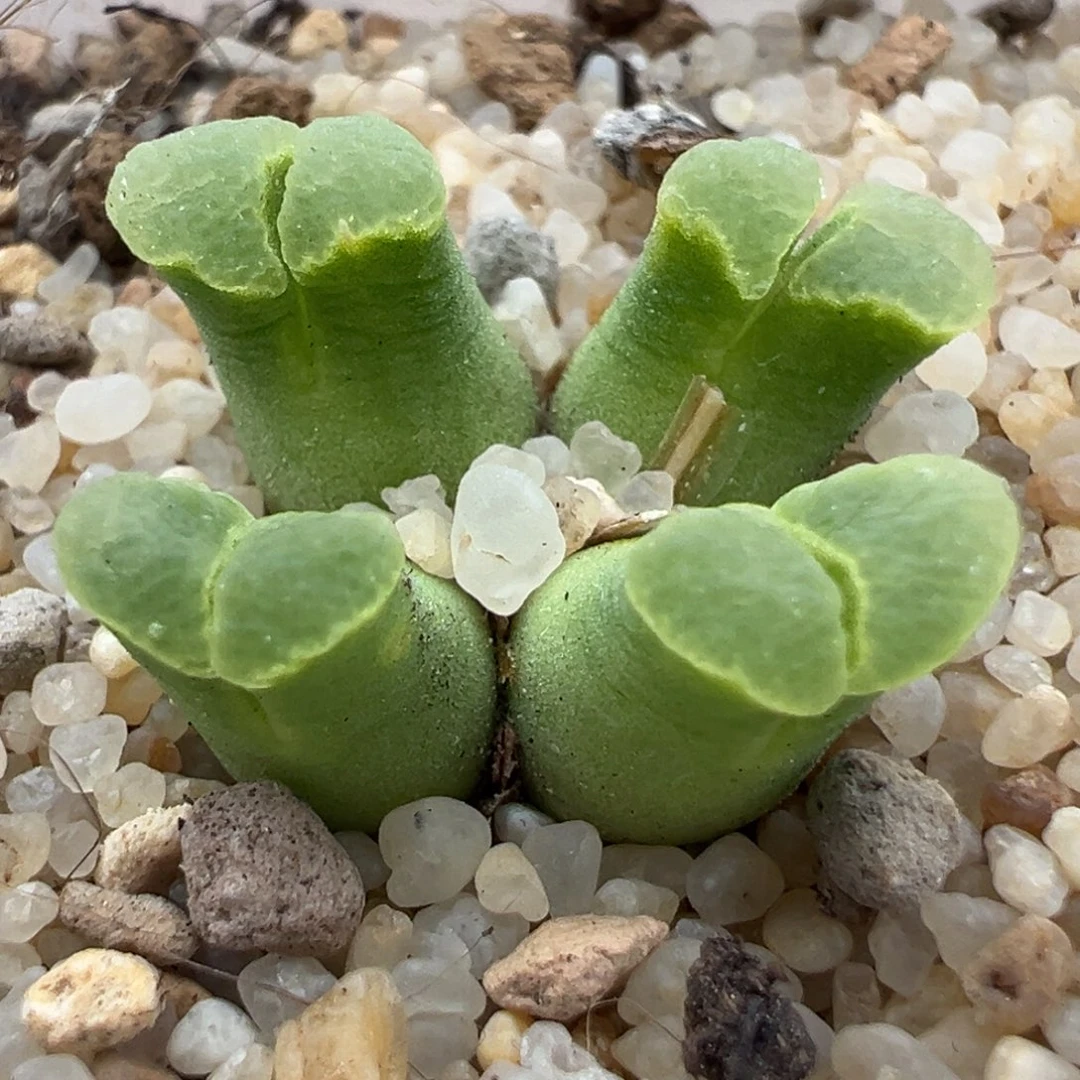 184优选sb805烧粉佛肚女神节福利