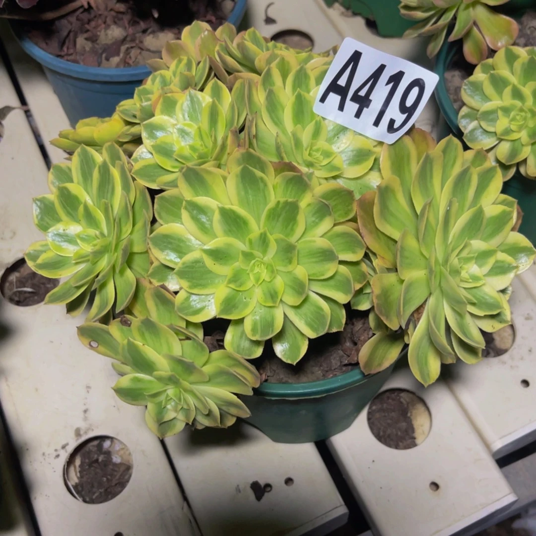 火龙果7////44包邮