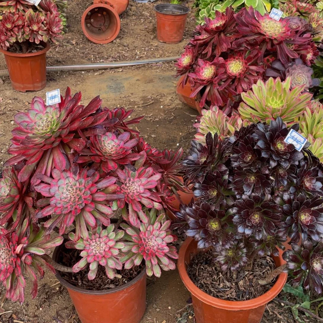 一堆有疤鲜花老桩造型