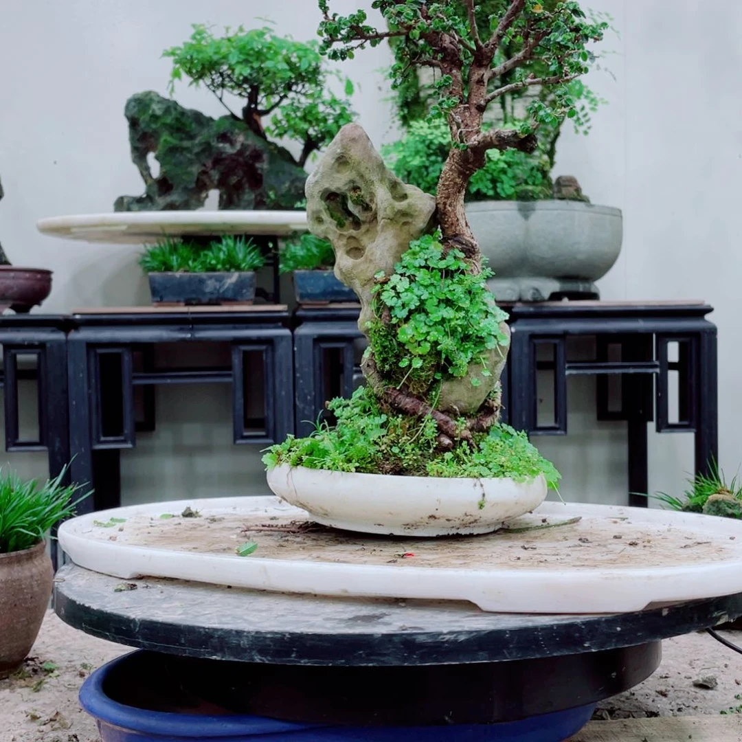 无铅玻璃太*铁线蕨科植物黑白花属植物黑