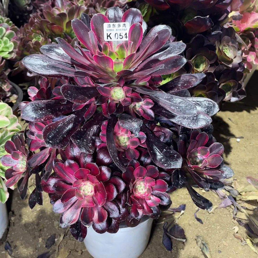 054香奈儿多肉法师断枝不包