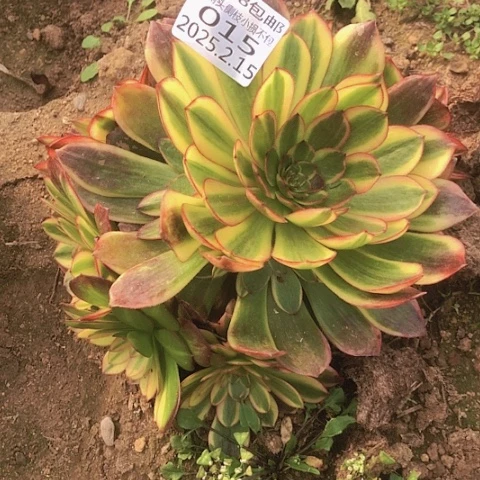 明***?2.16-15炫彩多肉植物