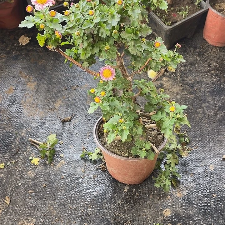 梦****完全开放25菊花菊花菊花