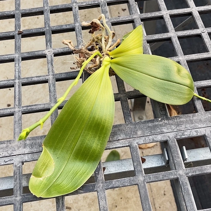 全部花苞斑马830瑕疵不售后