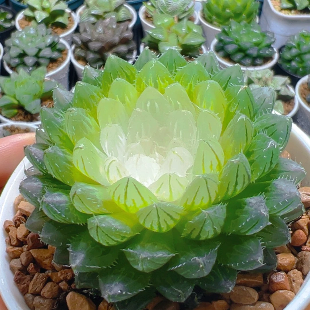 宝莲灯玉露多肉多肉