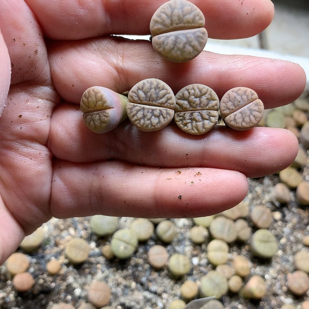 K221多肉植物保护