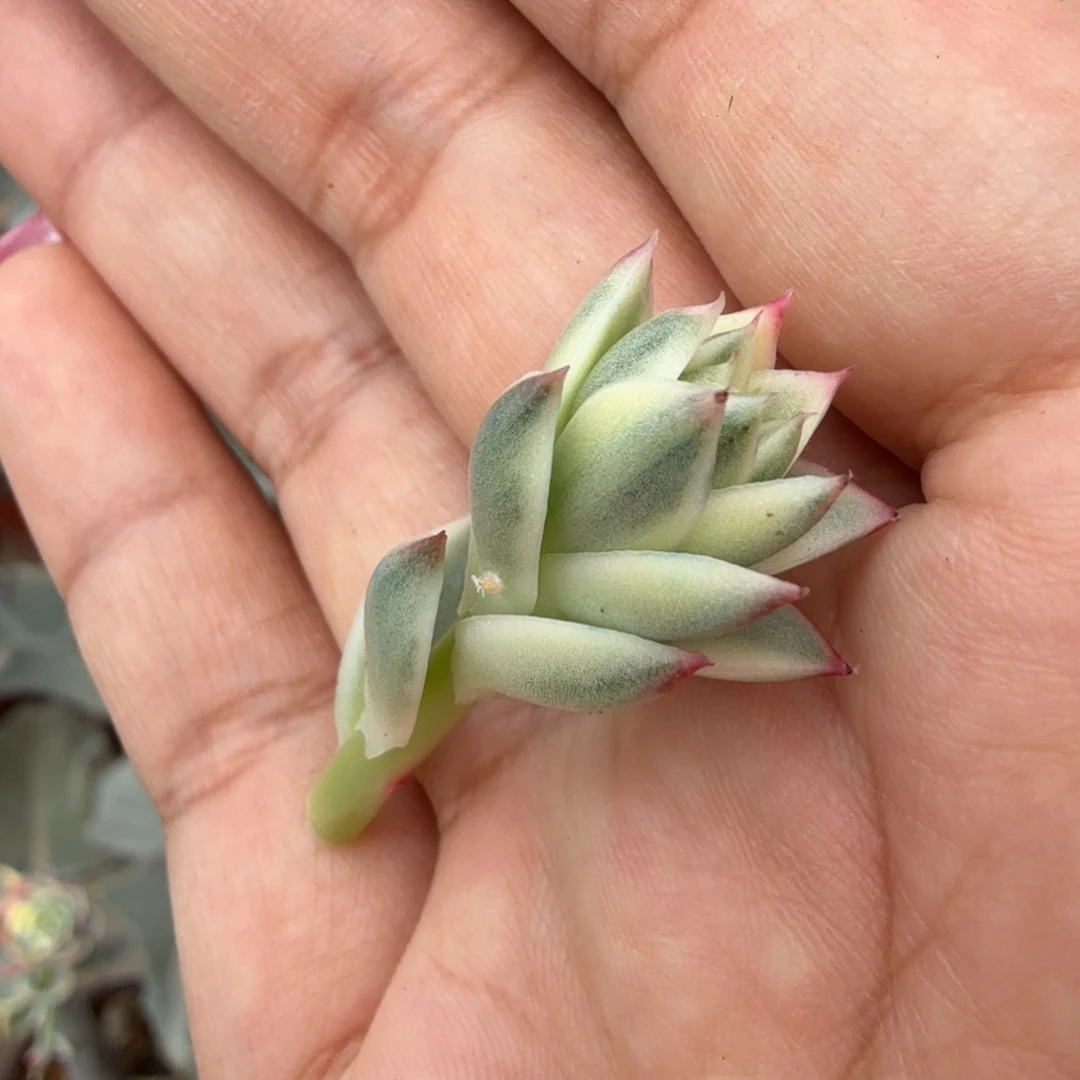 斗牛士锦花剑一刻无替品