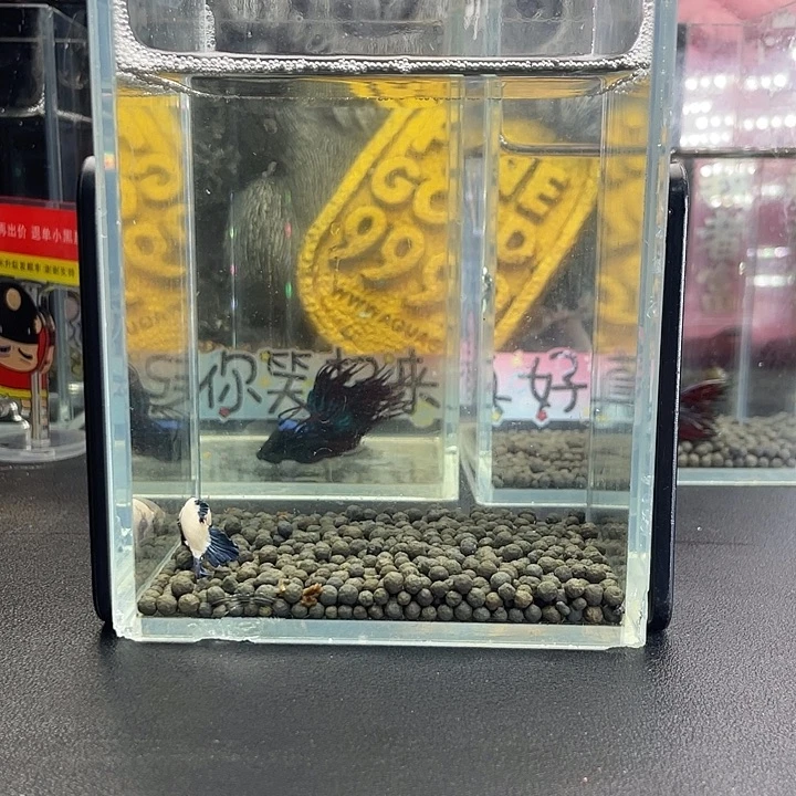 斗鱼49号927早青花