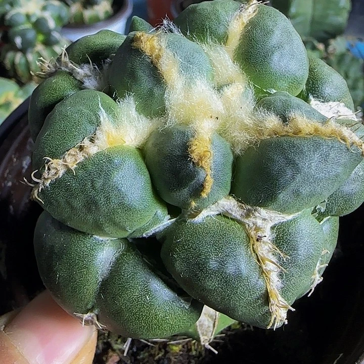 中筋光面蛋蛋172。