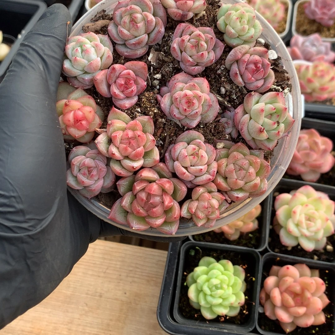 糖心珍妮切糕量拍保15颗