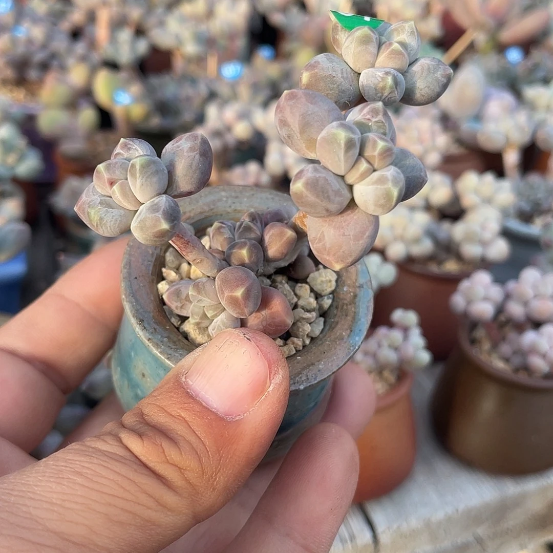 星空美人 脱土发货 4口盆