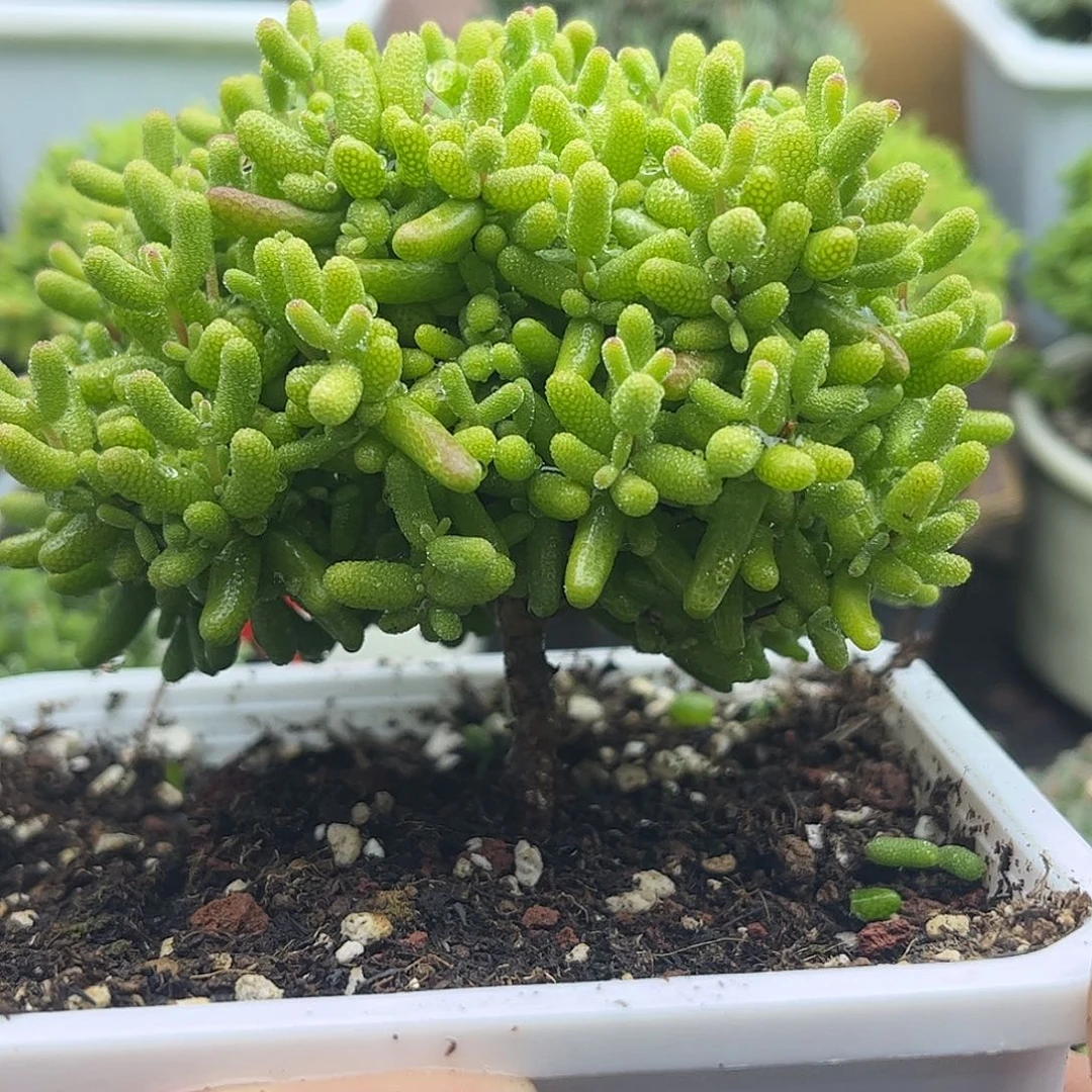 57金桔优选枝干番杏