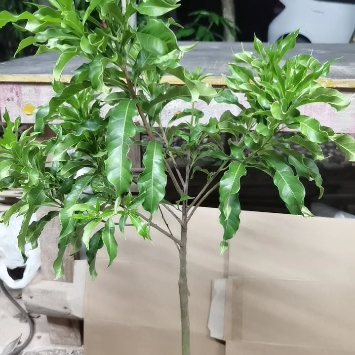 不***噜完全开放黄晶果。。。。。