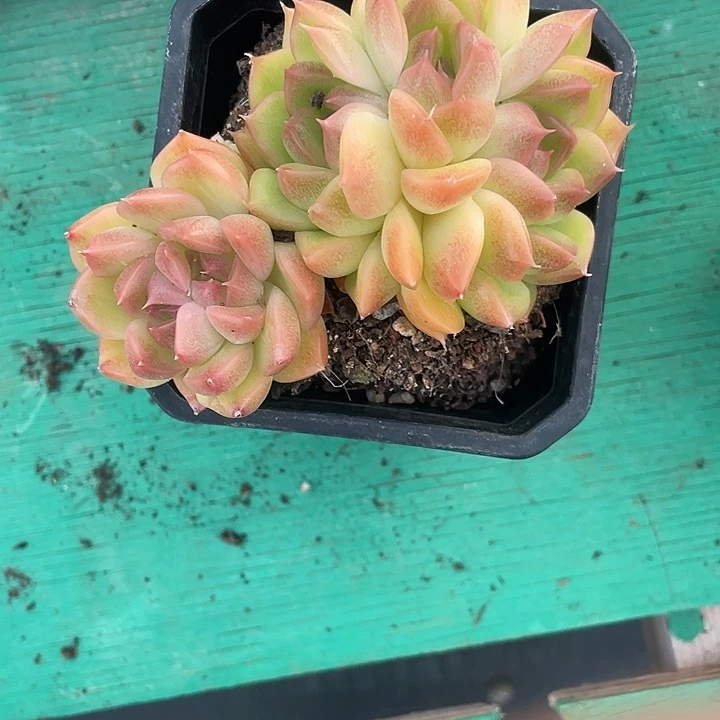 萍***儿多肉植物一物一拍