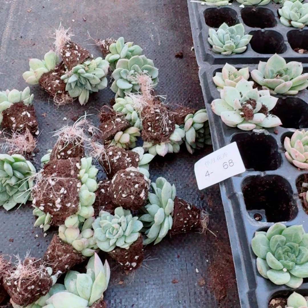 4-68多肉杂交分心珍妮一颗量拍