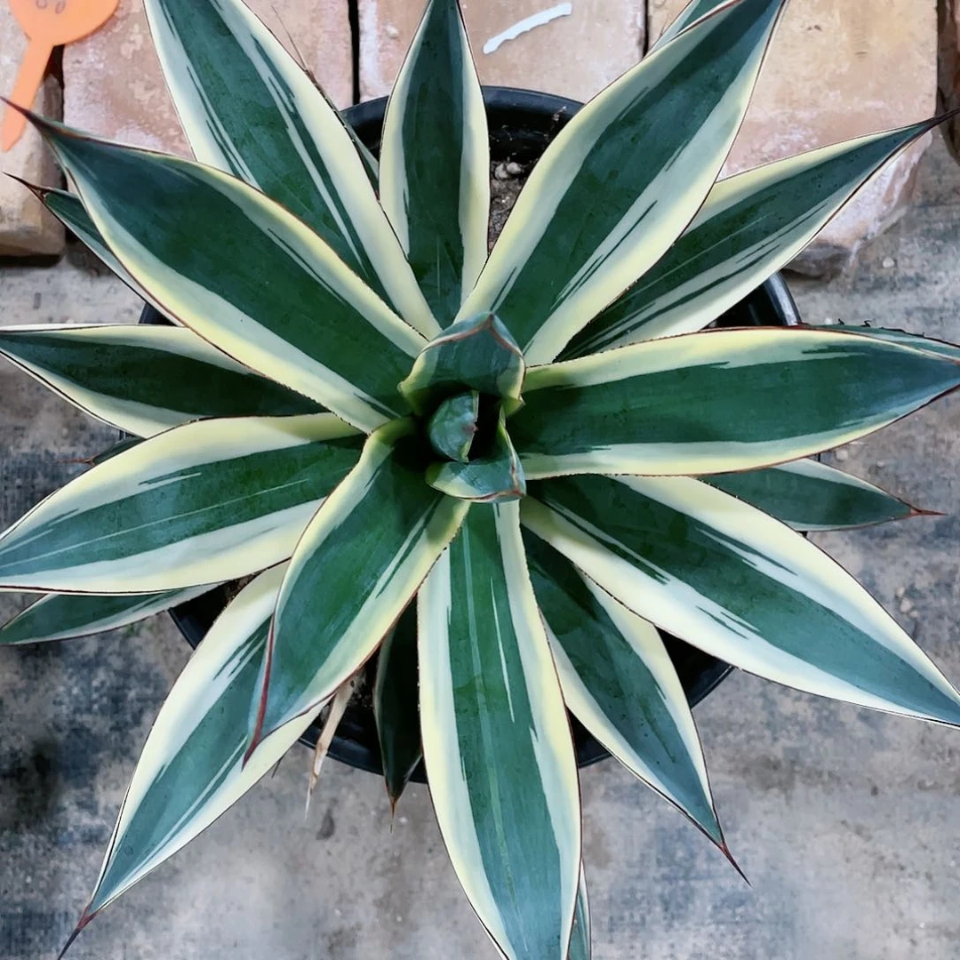 蓝光白锦大颗龙舌兰