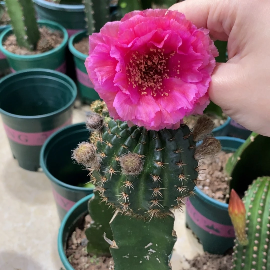 新品丽花L45母本带花苞一个