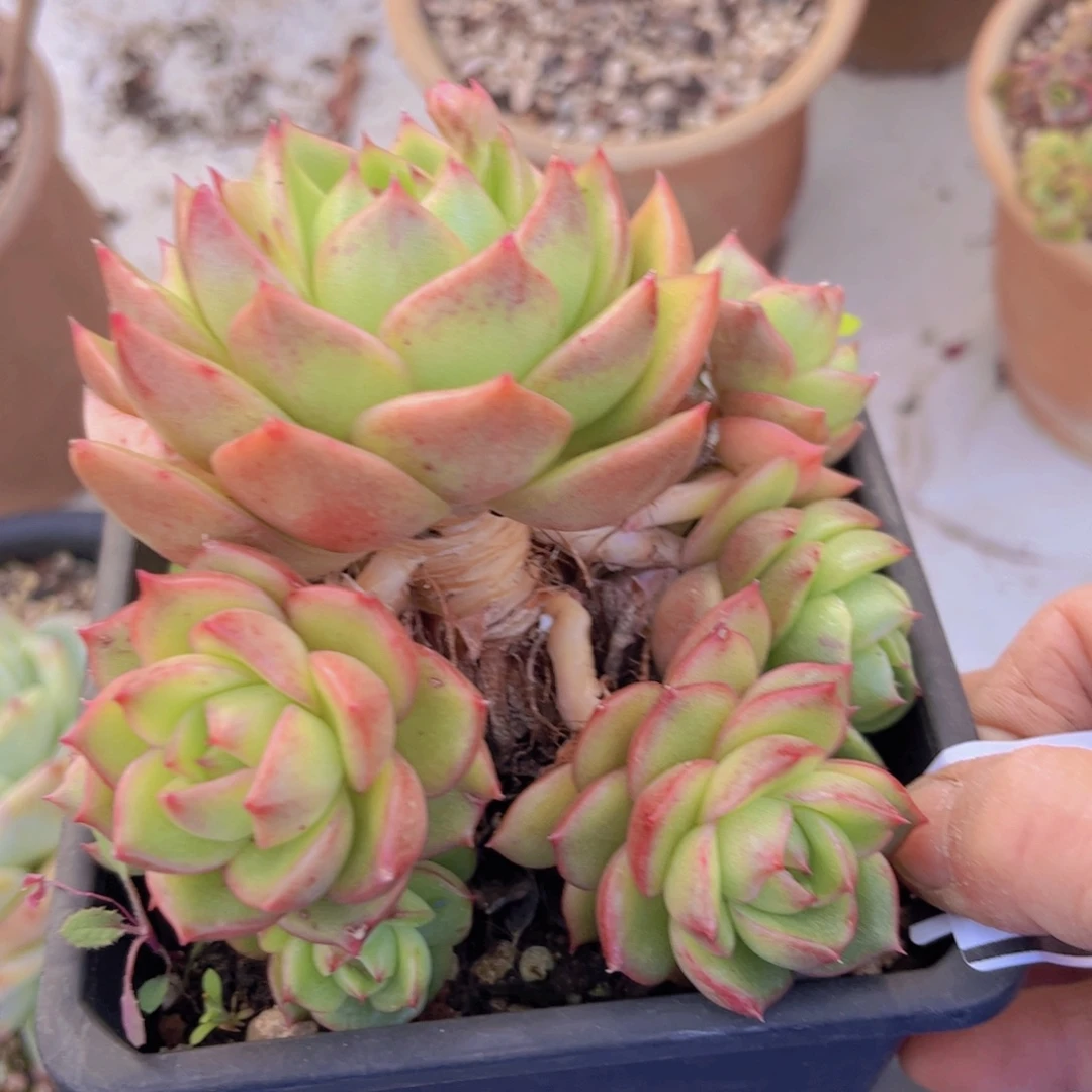 冰宝龙04124多肉植物