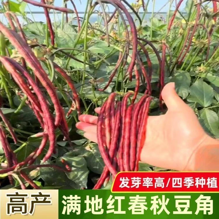 无架豆角种子红色不撘架豆角籽不爬藤豇豆种籽春秋阳台盆栽田园菜