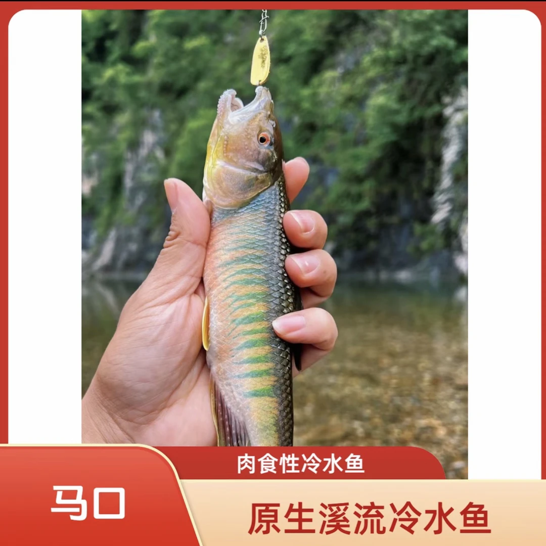 网红原生鱼马口桃花鱼溪流缸小型观赏养活冷水淡水鱼群游耐养活体