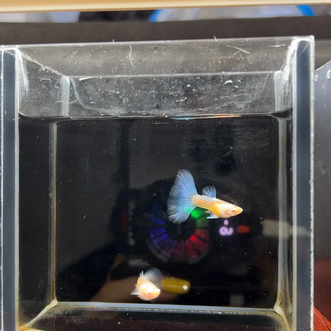 孔雀鱼蓝白半月尾一对