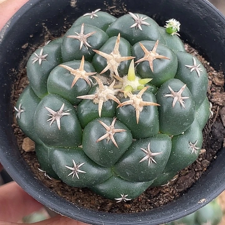 柏***)象牙自根仙人球