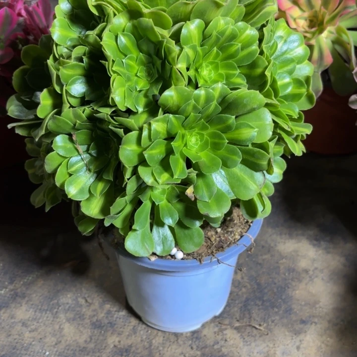 瑞妈，，，。。。。469翡翠琉璃。