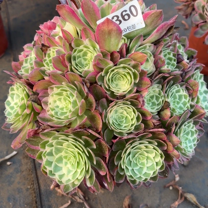 多肉植物 360 海王,,,