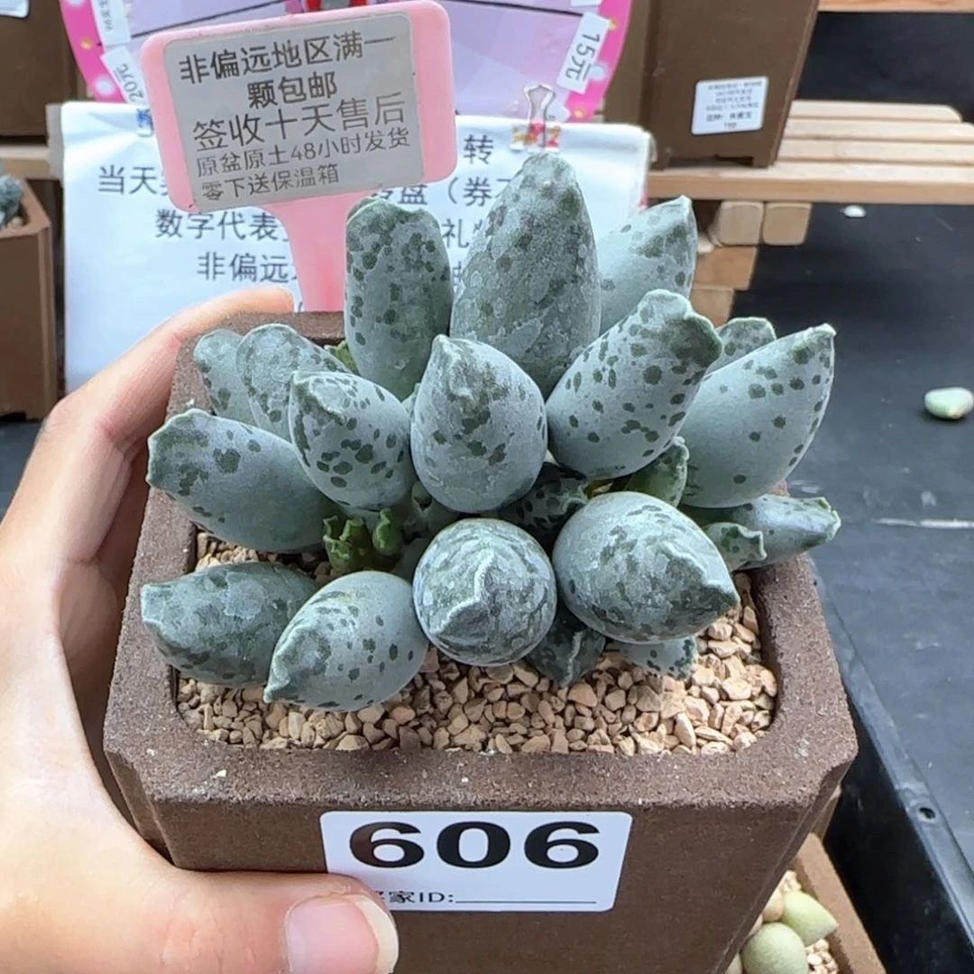 606白肌海报多肉