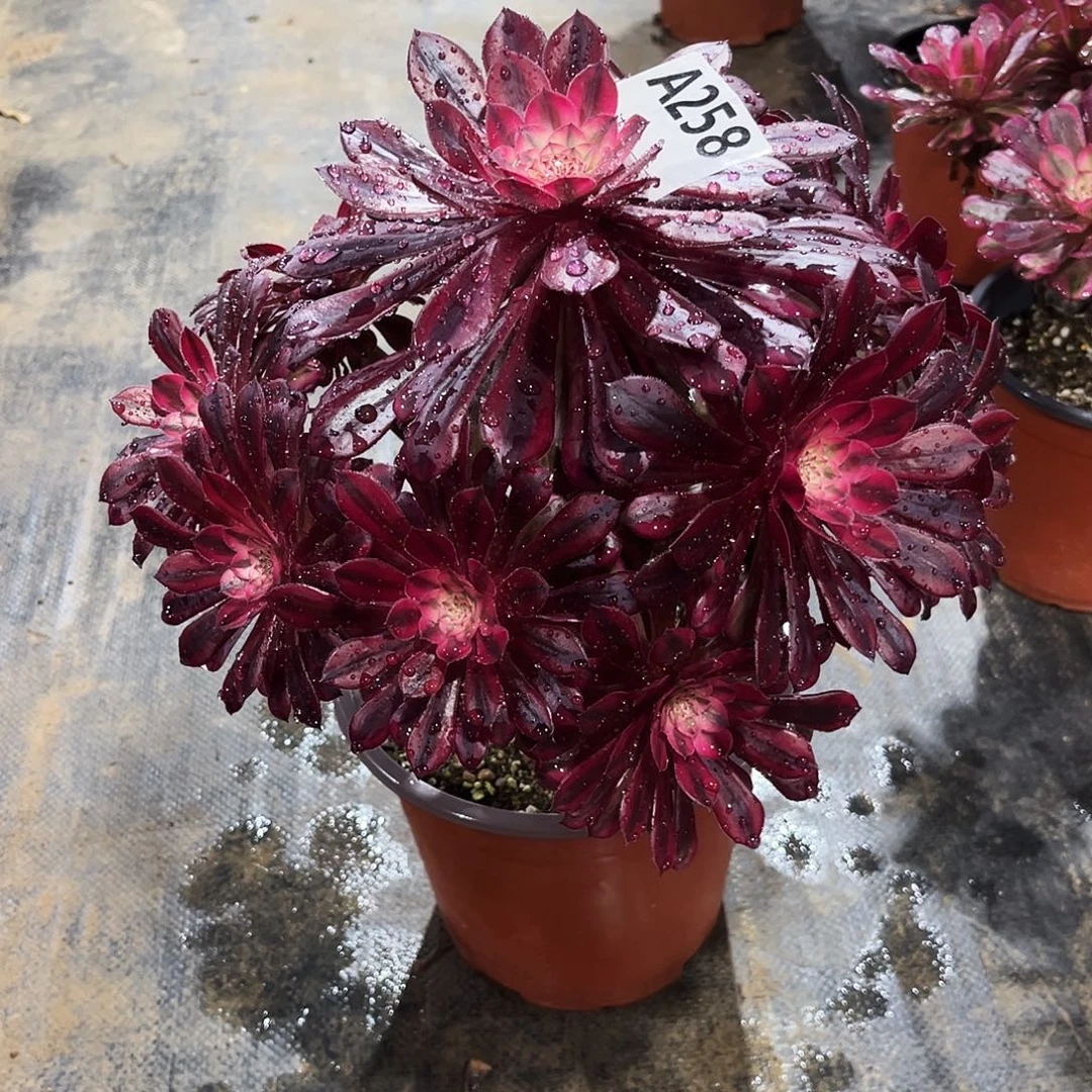 多肉植物黑铜白258多肉