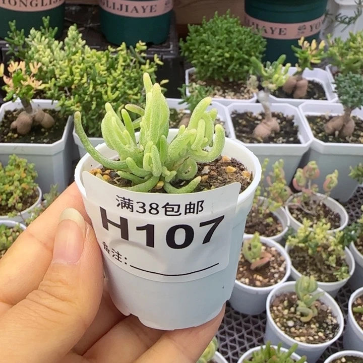 多肉植物枝干荧光兔白锦