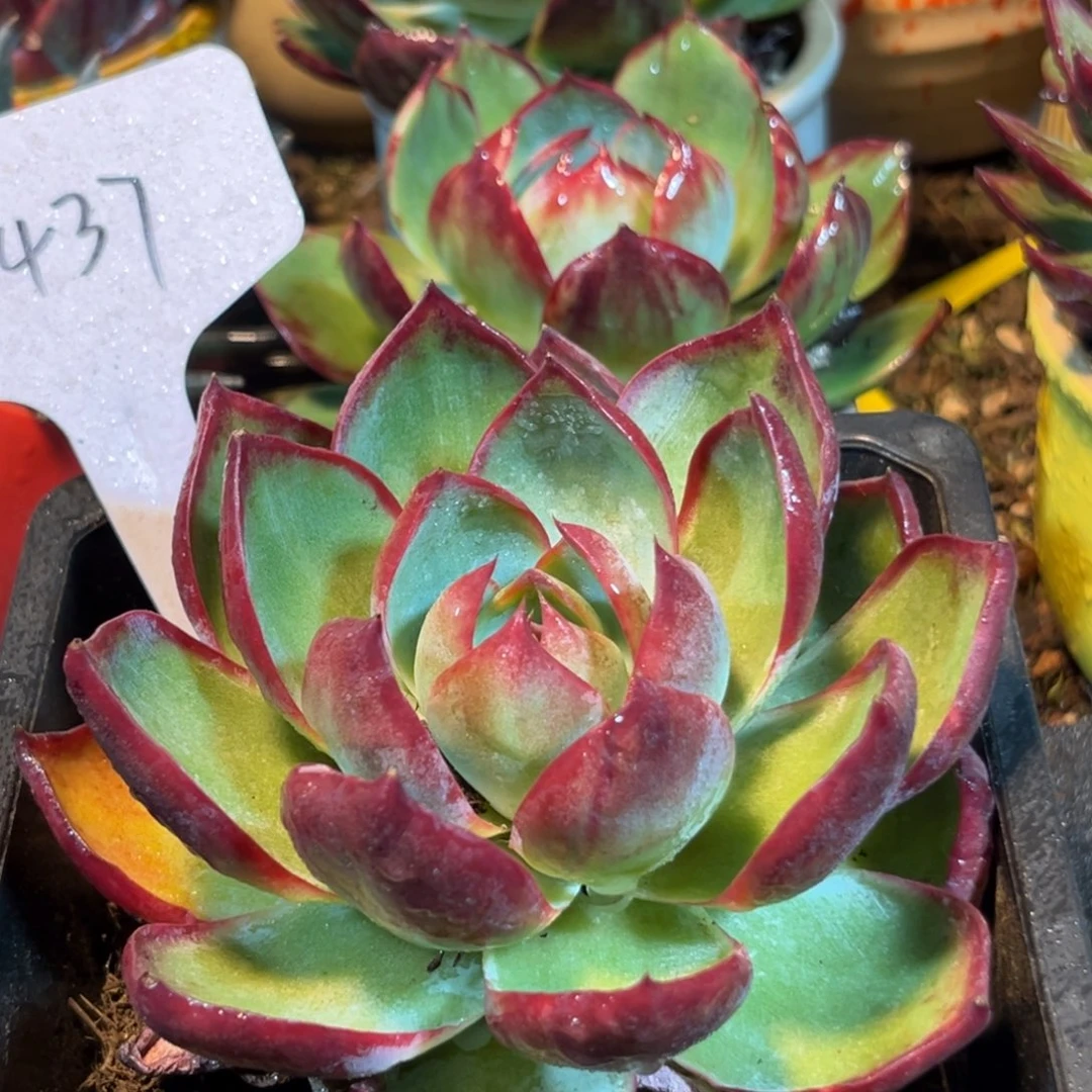 惊鸿仙子多肉植物437