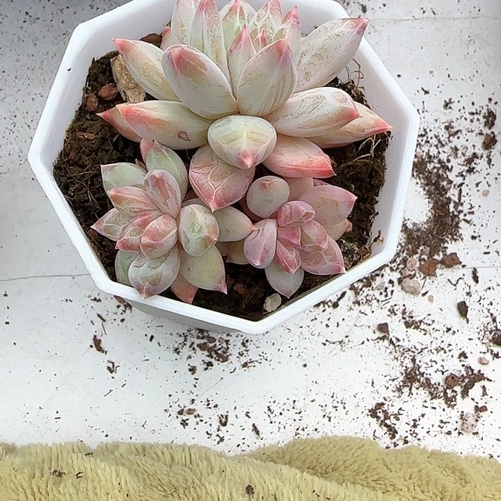 心****师青蛙王子儿童牙膏111