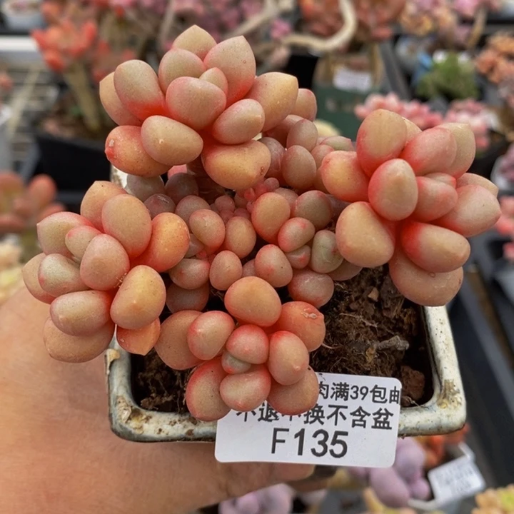 先锋派7cm135多肉植物