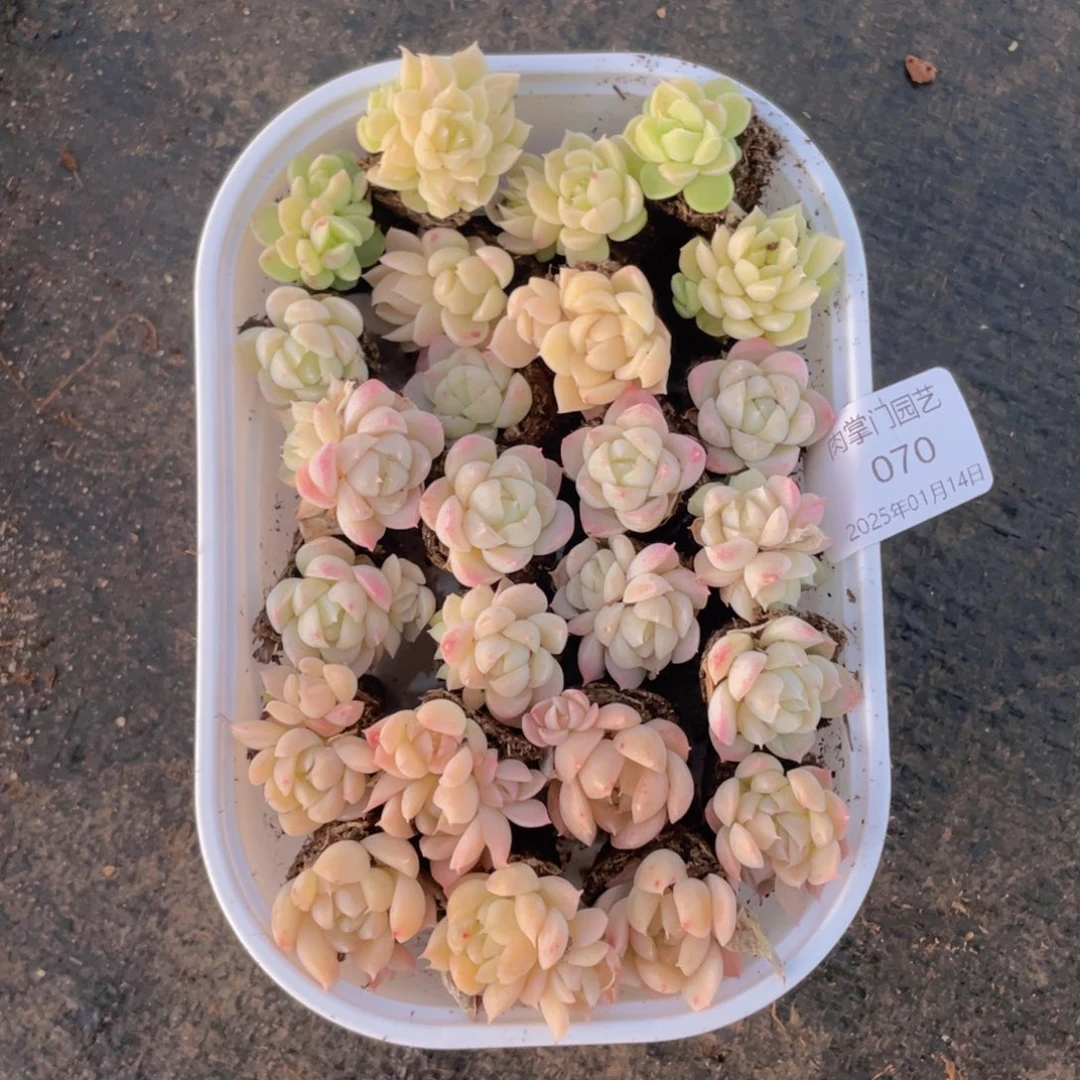 我们的生活方式是什么070