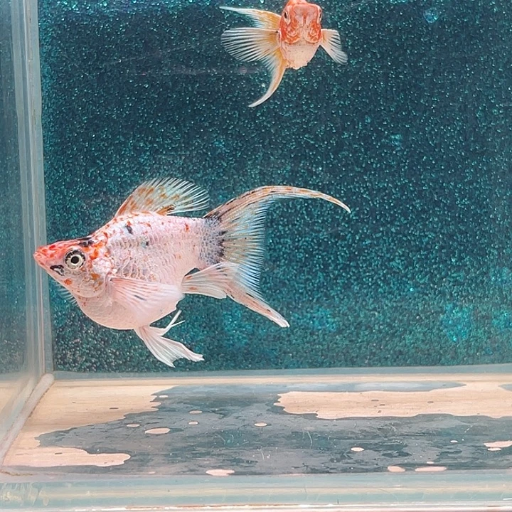 孔雀鱼三色玛丽鱼