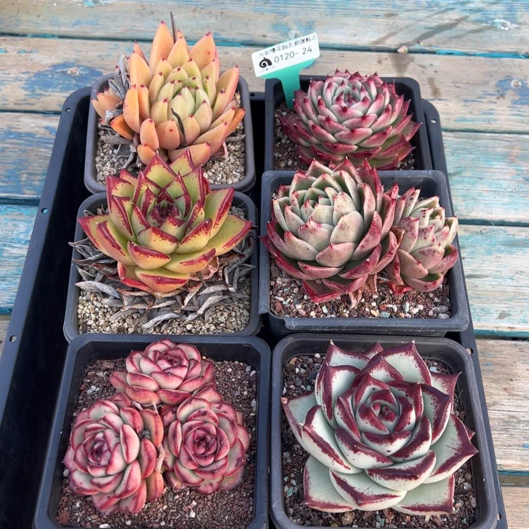 从前慢多肉精选编号0120.24