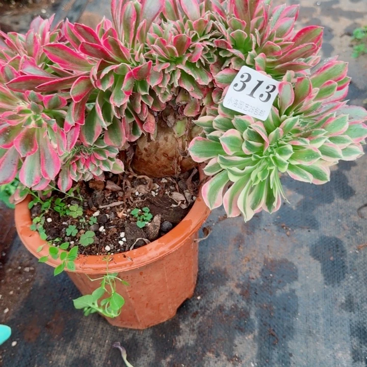 313粉女郎缀化多肉植物28包邮