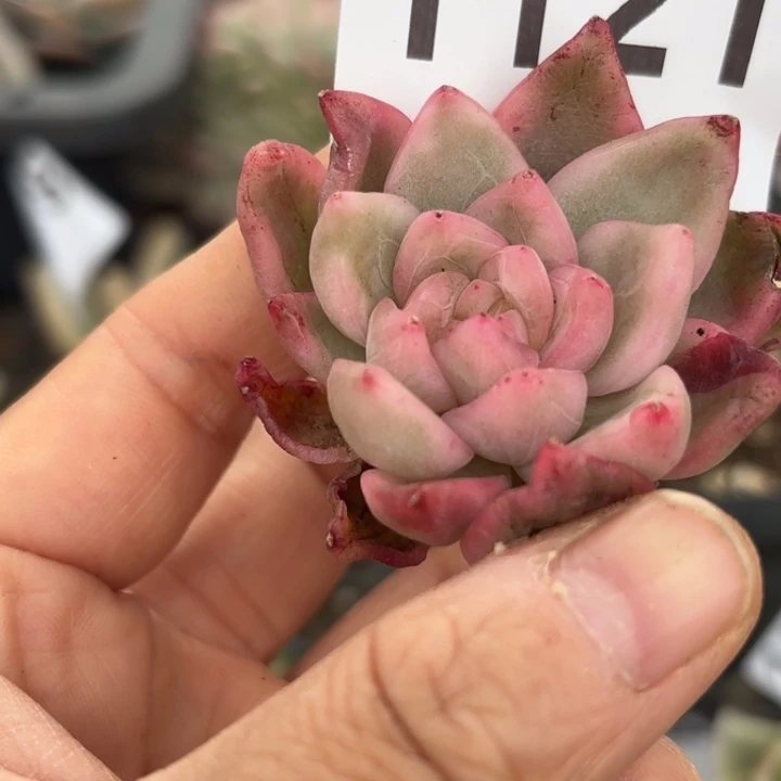 冰月亮18包邮当场凑单凑不满发顺丰到付