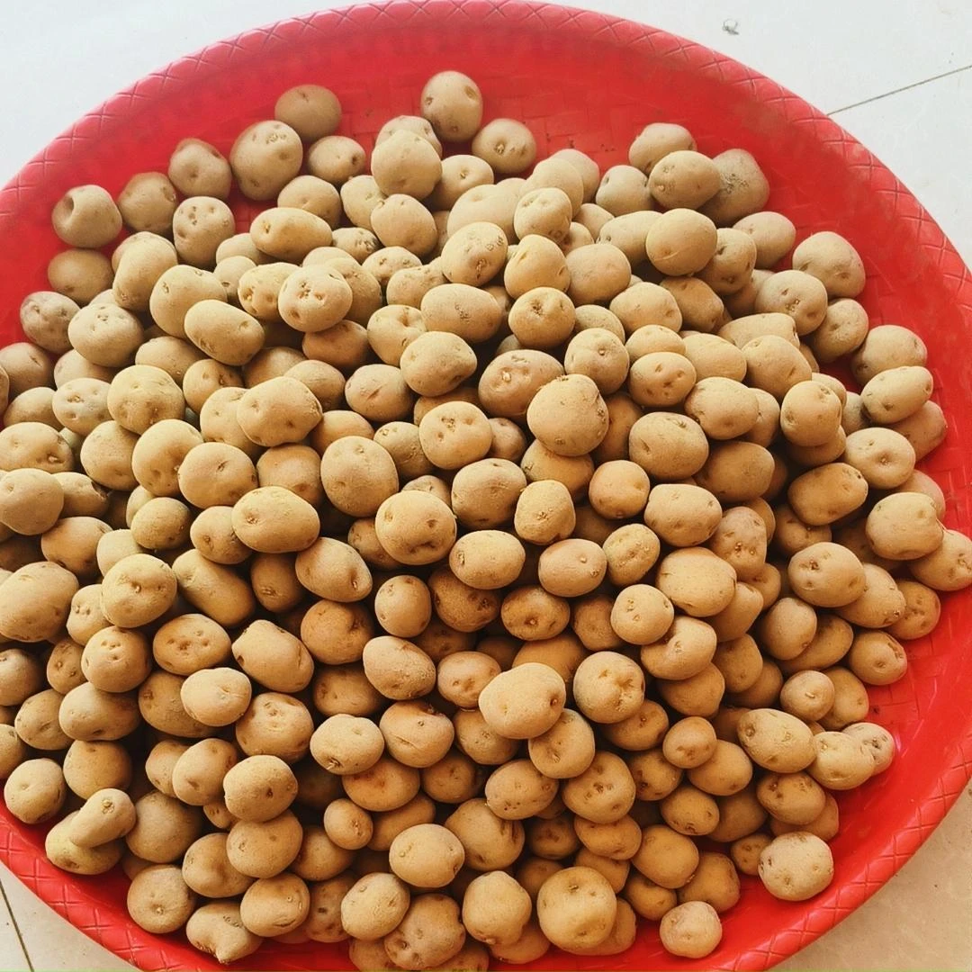 【云南小土豆】高山自种黄皮黄心土豆马铃薯洋芋