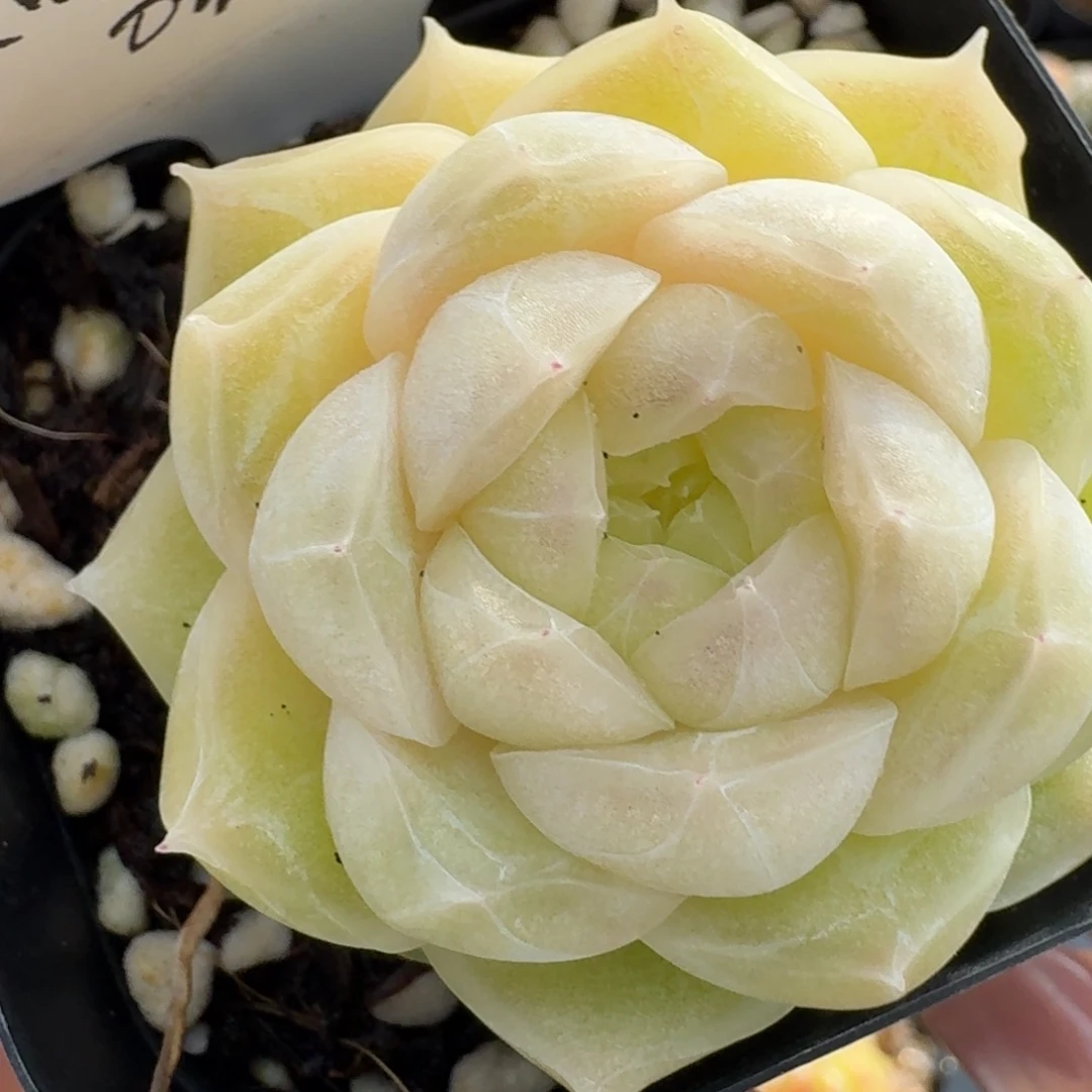 1218-20-梨花白单头一颗多肉