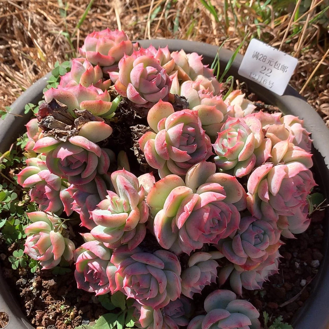 【闪购商品】云22号