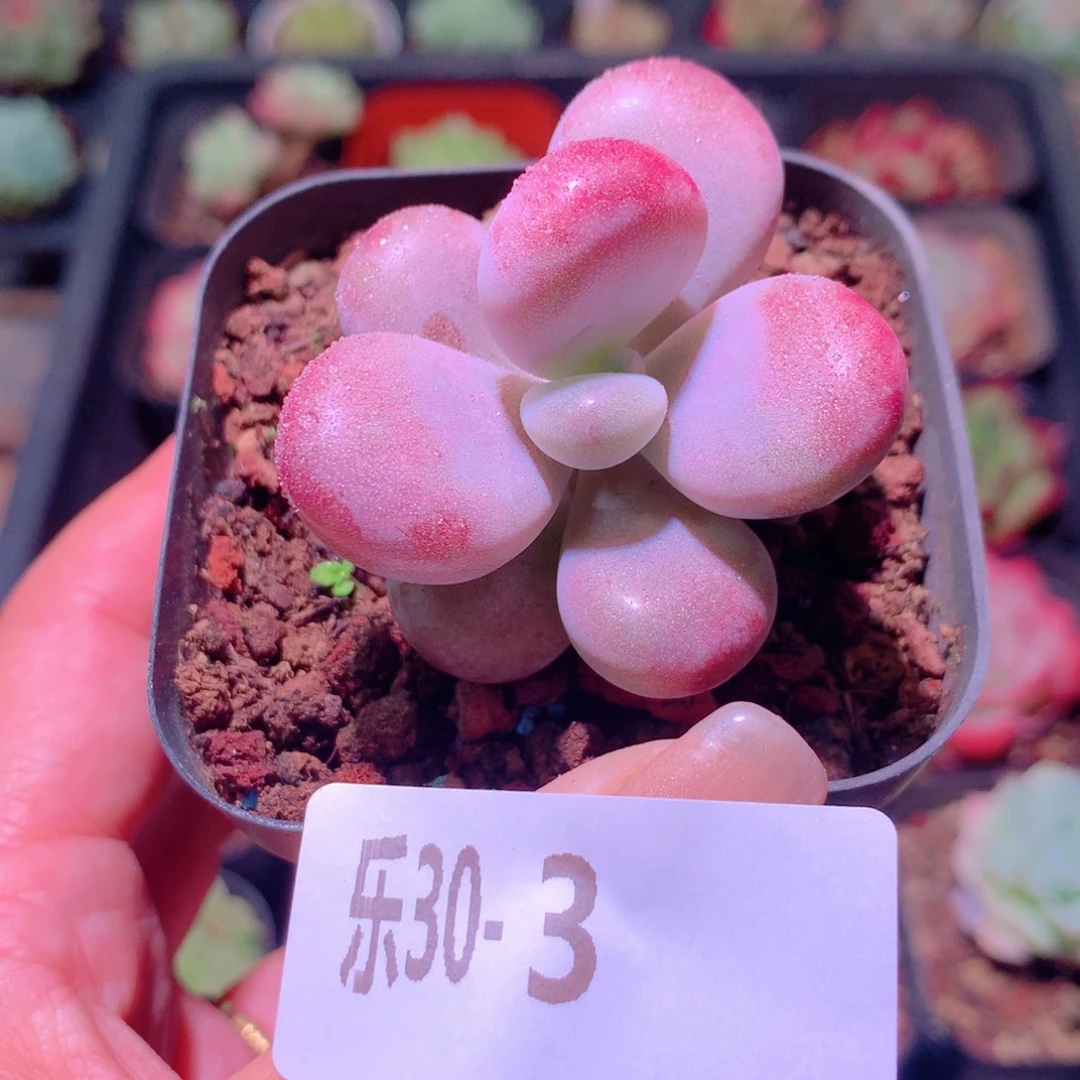 乐然30-3 桃蛋单头