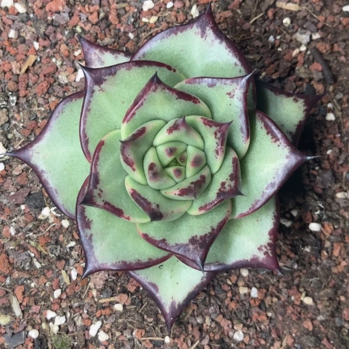 墨二私藏圆宽叶11111